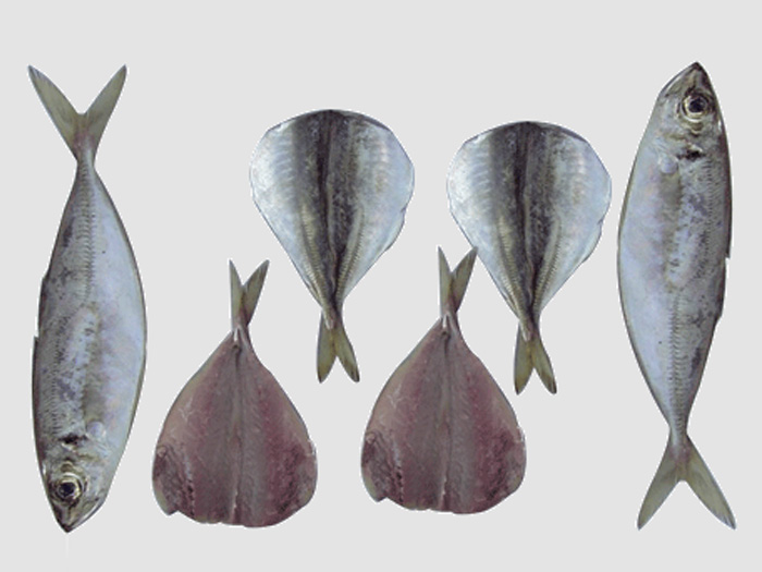 竹莢魚片マアヅ