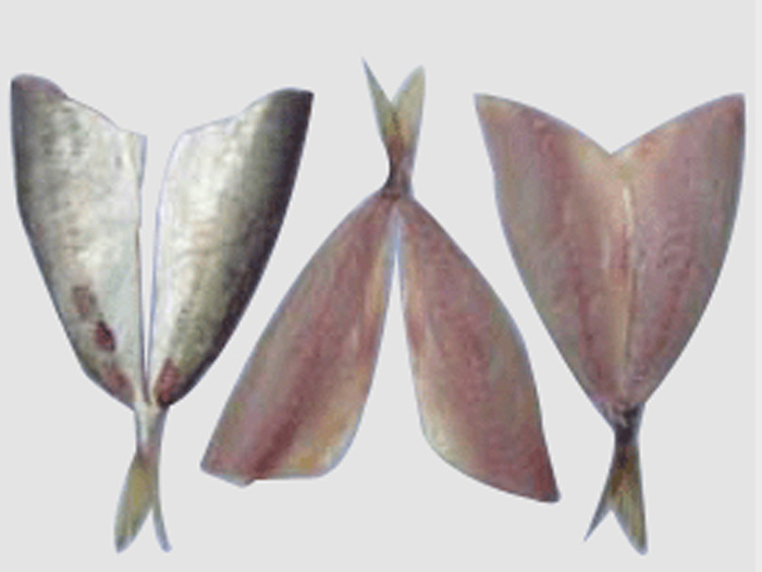 竹莢魚片マアヅ