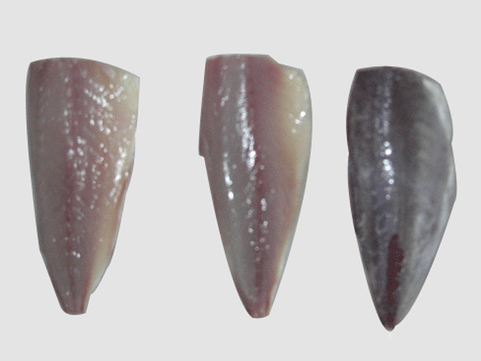 竹莢魚片マアヅ