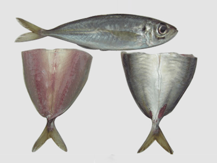 竹莢魚片マアヅ