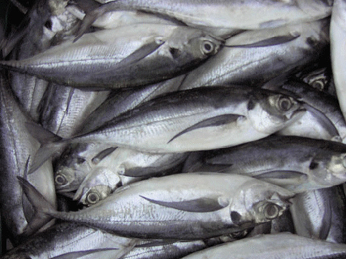 大甲鲹（秩甲魚）