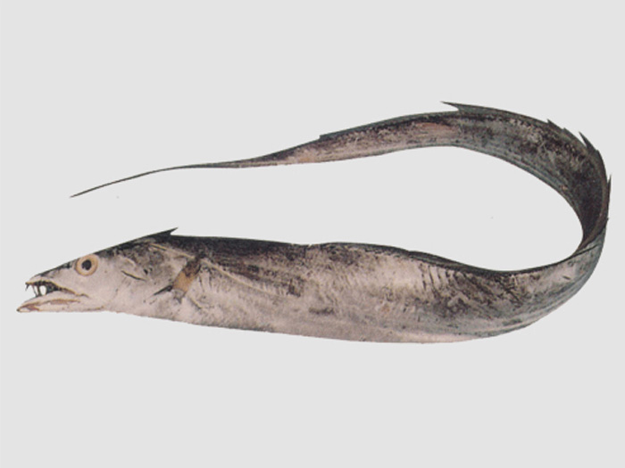 帶魚（魚糜原料）