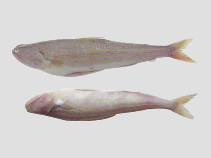 花斑蛇鯔（魚糜原料）