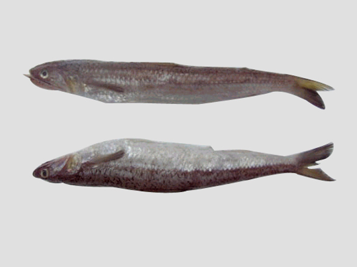 長蛇鯔（魚糜原料）