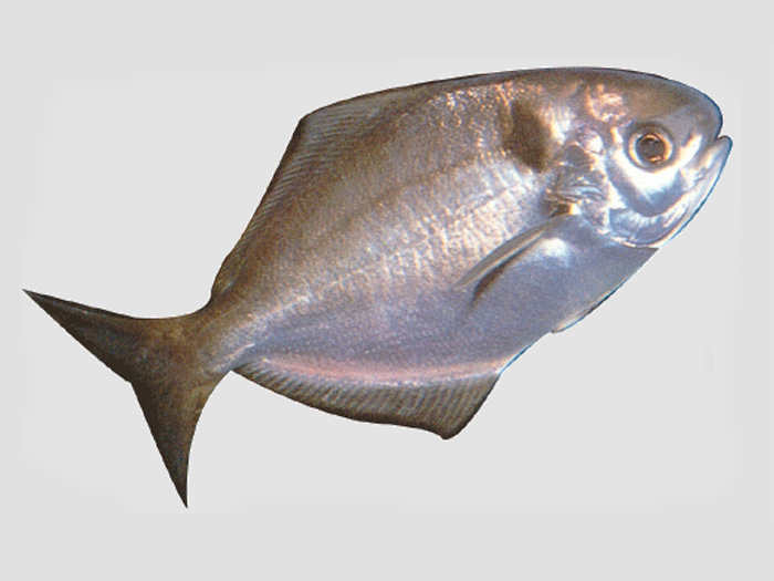 剌鯧魚イボダイ