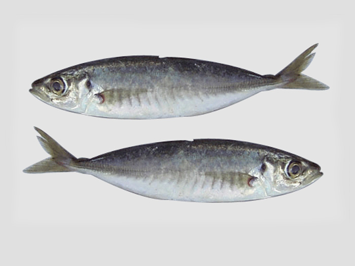 藍圓鯵 、巴浪魚アカアヅ