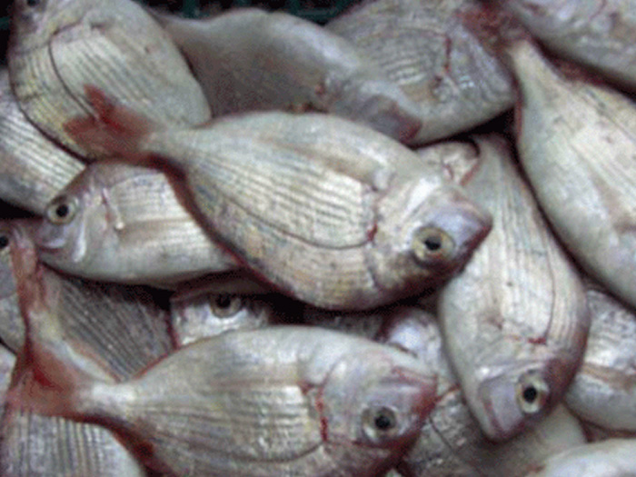 二長刺鯛、銅盤魚（魚糜原料）キダィ