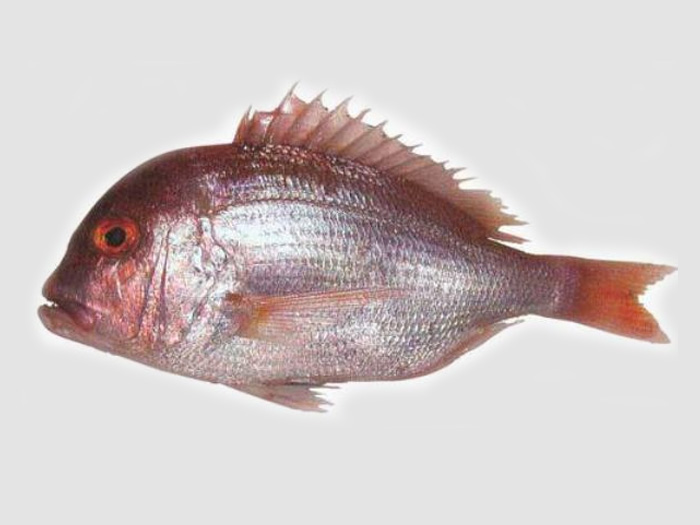 真鯛、紅鯛、紅加吉チダイ